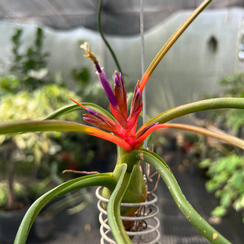 Tillandsia Bulbosa 'Belize'