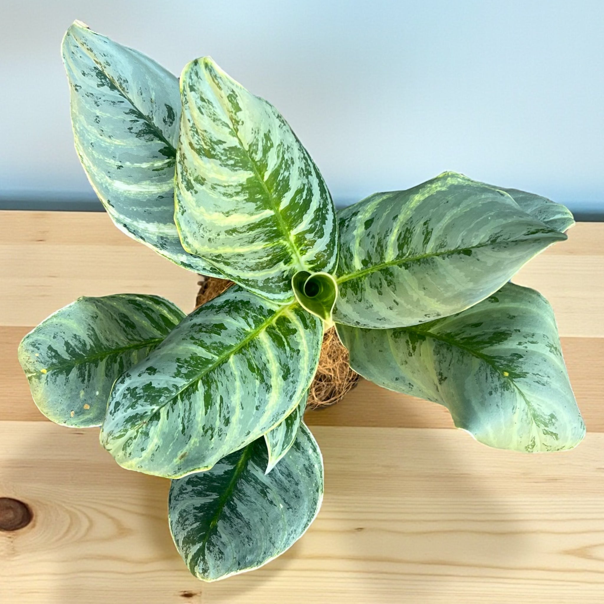 Aglaonema Silver Curly + Cachepot Berlim – Entre Raízes Botânica