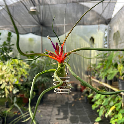 Tillandsia Bulbosa 'Belize'