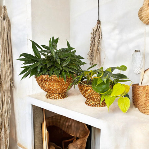 Philodendron Brasil + cachepot em rattan