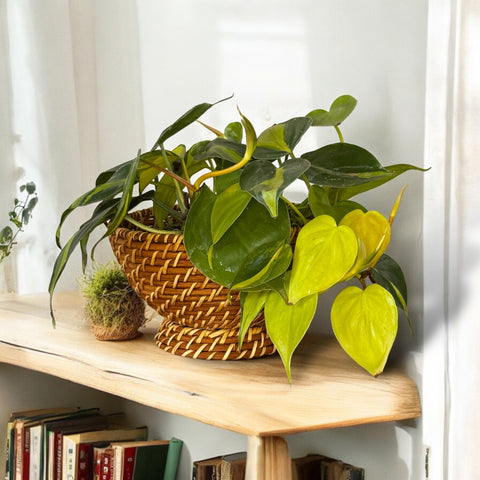 Philodendron Brasil + cachepot em rattan