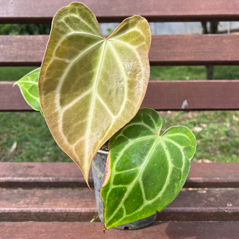 Anthurium magnificum 'norte'