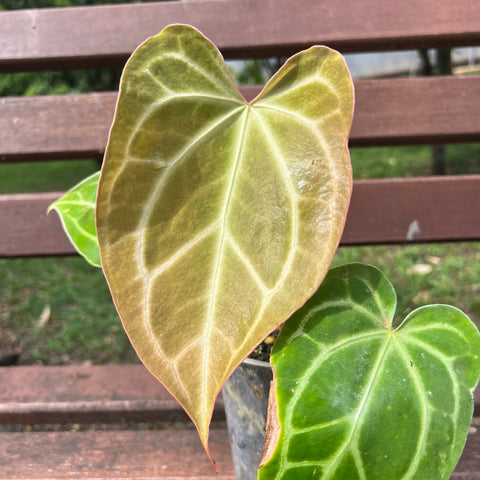 Anthurium magnificum 'norte'
