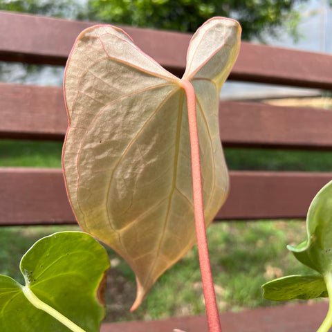 Anthurium magnificum 'norte'