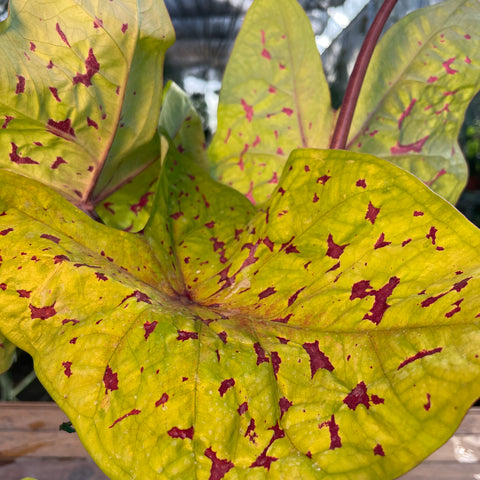 Caladium Yellow Leopardo