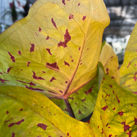 Caladium Yellow Leopardo