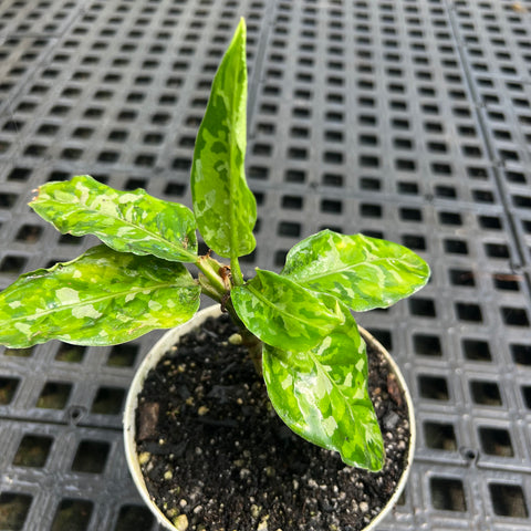 Aglaonema pictum 'tricolor'