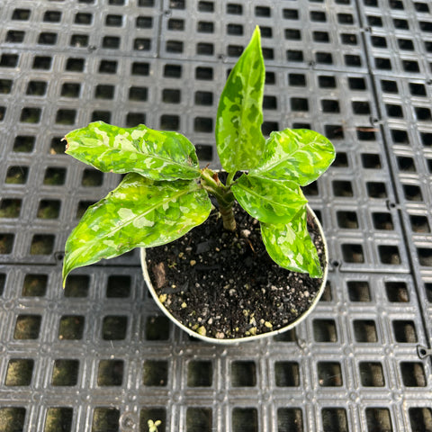 Aglaonema pictum 'tricolor'
