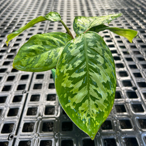 Homalomena 'Camouflage'