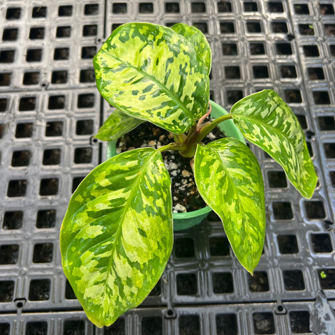 Homalomena 'Camouflage'