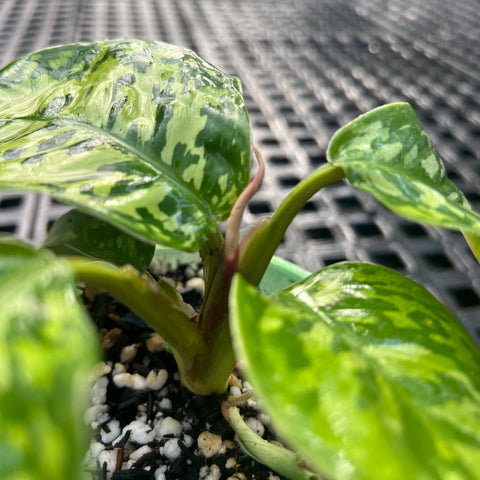Homalomena 'Camouflage'