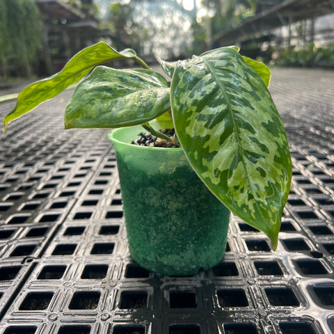 Homalomena 'Camouflage'