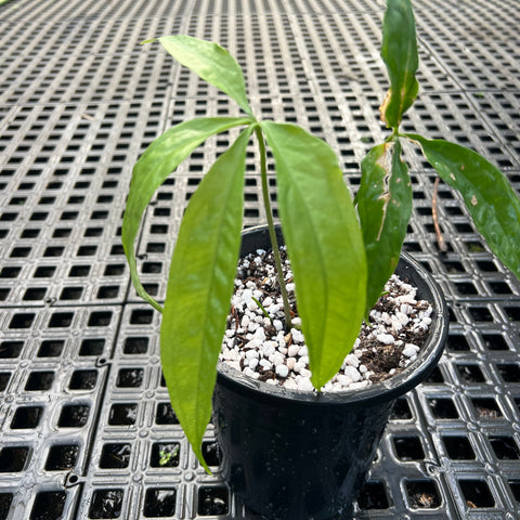 Anthurium Croatii