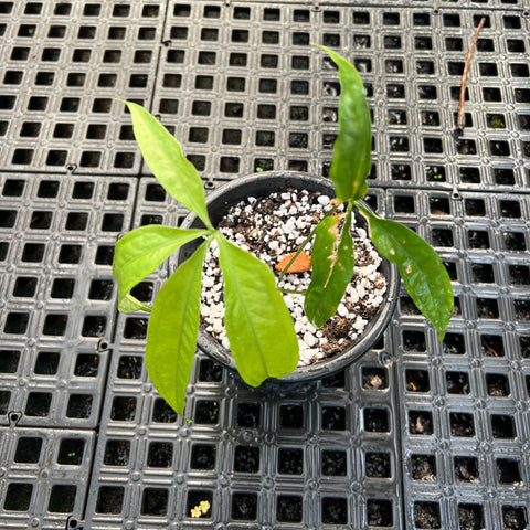 Anthurium Croatii