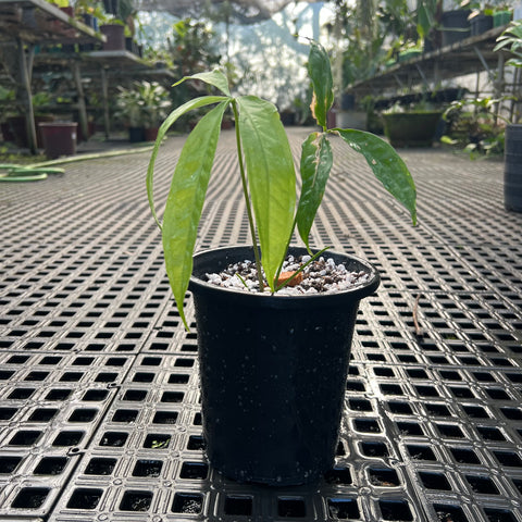 Anthurium Croatii