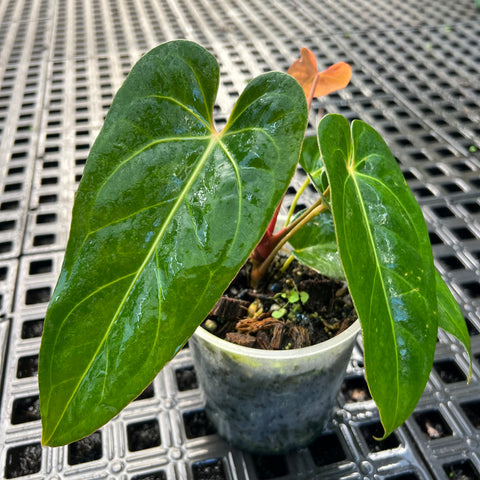 Anthurium 'Tropican 01'