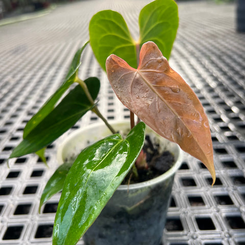 Anthurium 'Tropican 01'