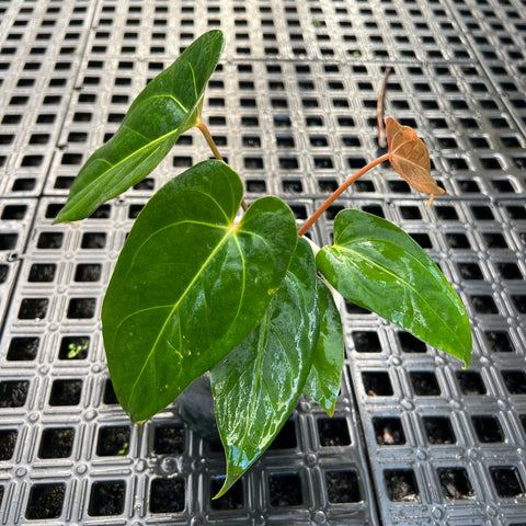 Anthurium 'Tropican 01'