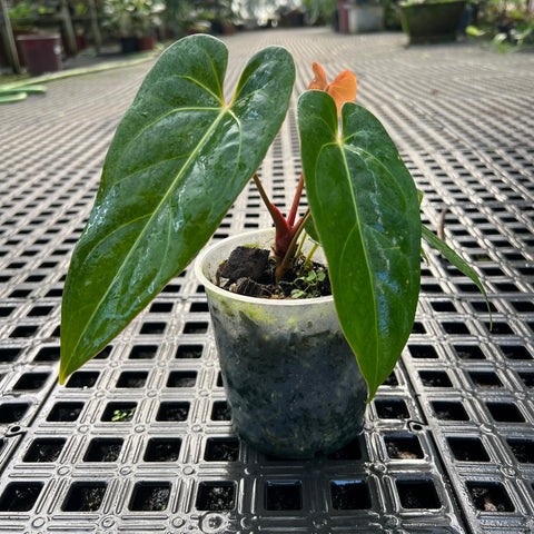 Anthurium 'Tropican 01'