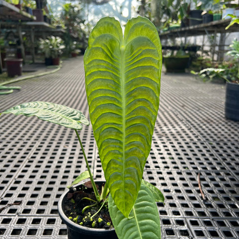Anthurium veitchii - grande