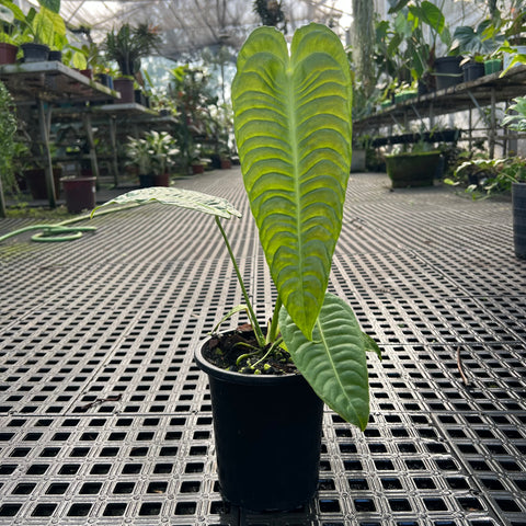 Anthurium veitchii - grande