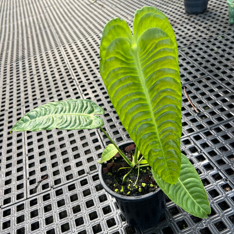 Anthurium veitchii - grande