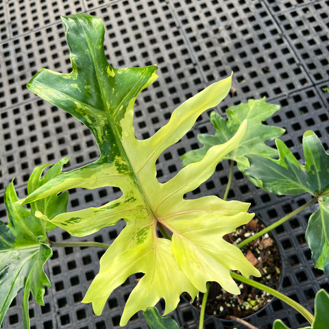 Guaimbé variegata
