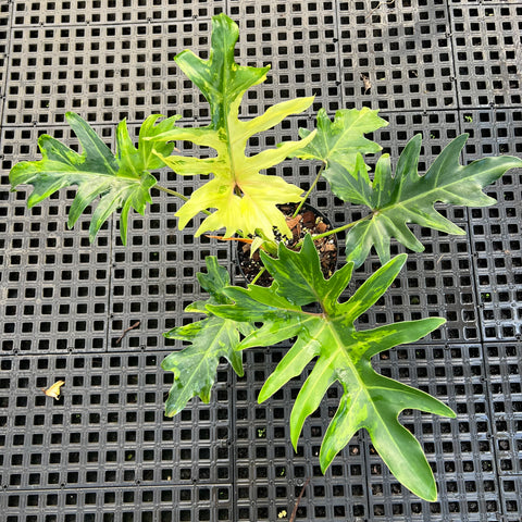 Guaimbé variegata