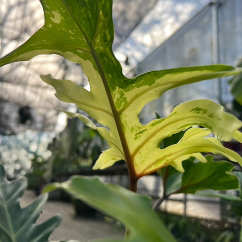 Guaimbé variegata