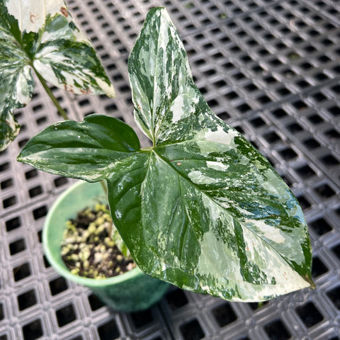Singônio variegata
