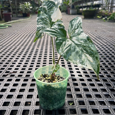 Singônio variegata