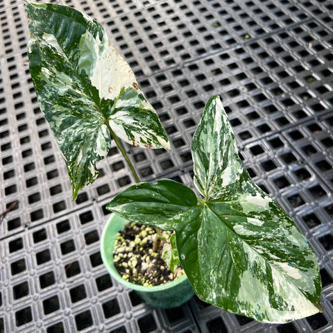 Singônio variegata