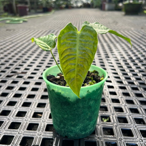 Anthurium veitchii P