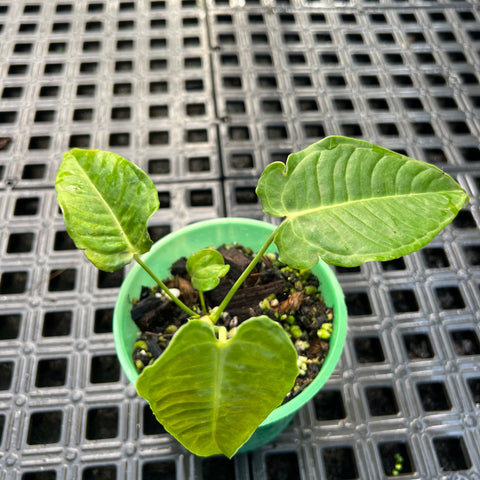 Anthurium veitchii P