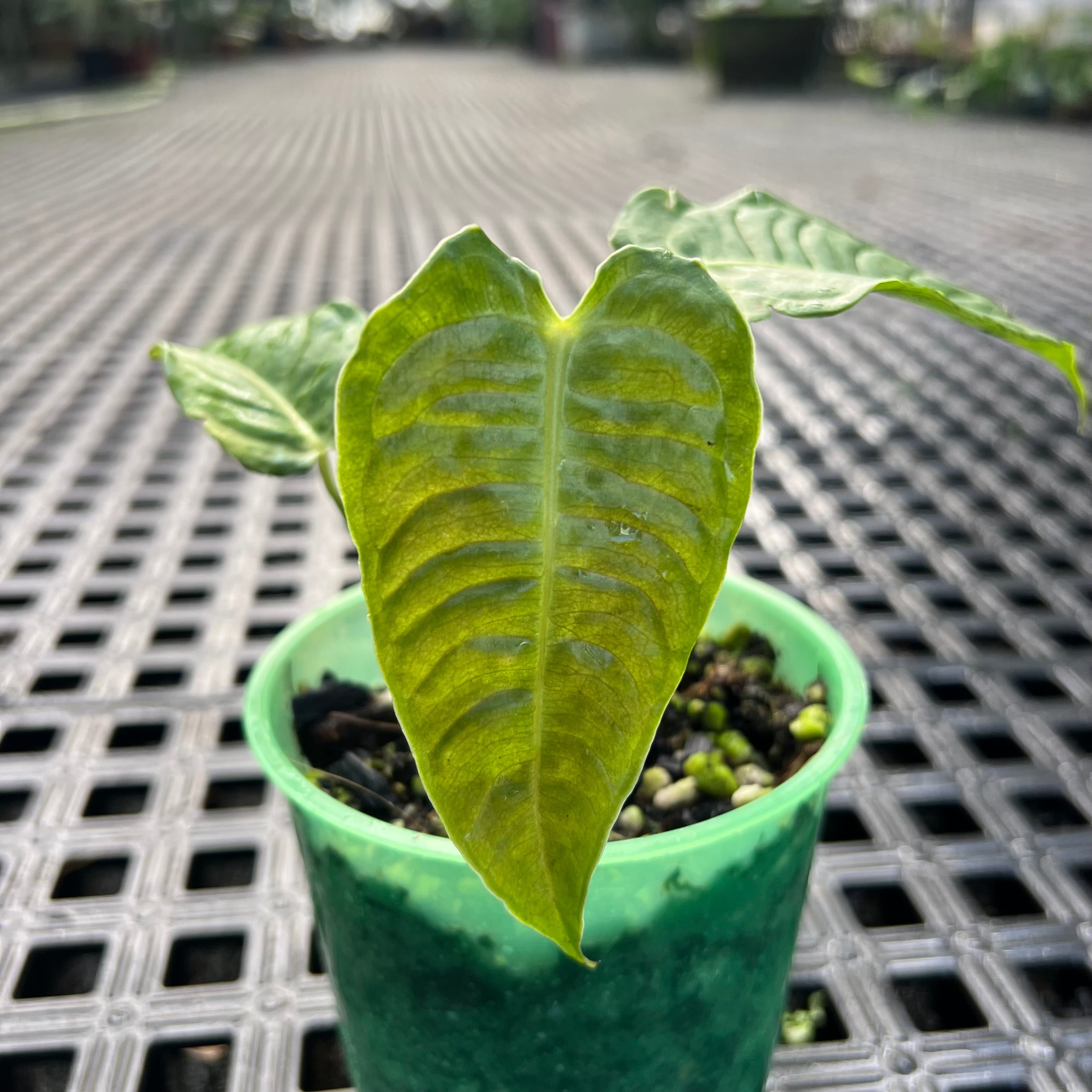 RU14 × veitchii oc pup ② Anthurium veitchii P – Entre Raízes Botânica