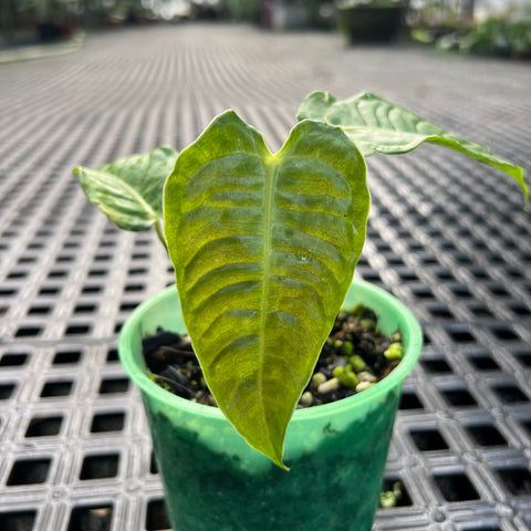 Anthurium veitchii P