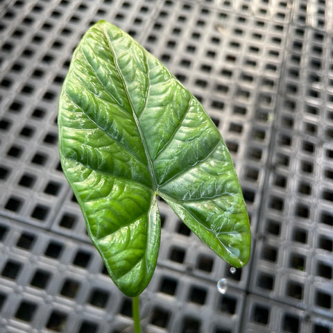 Alocasia x Lukiwan