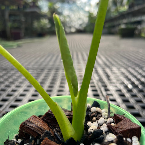 Alocasia x Lukiwan