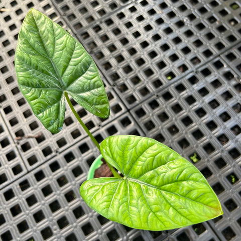 Alocasia x Lukiwan