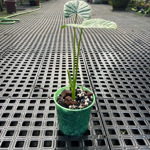Alocasia x Lukiwan