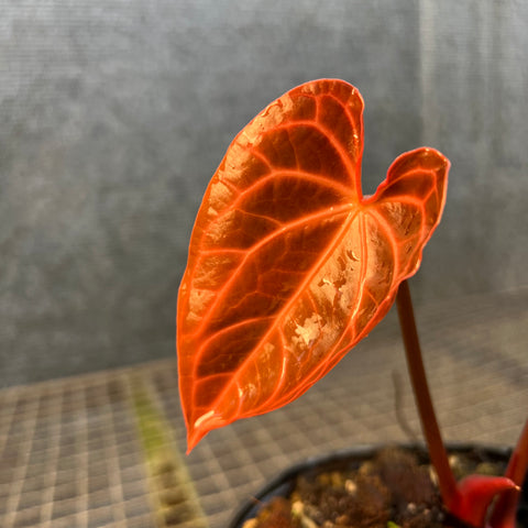 Anthurium x crystallinum 'Miami'