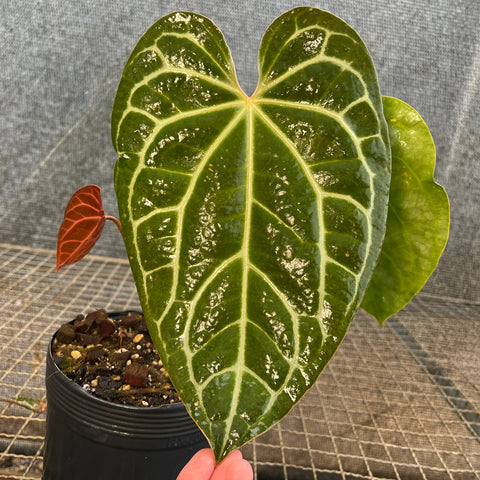 Anthurium x crystallinum 'Miami'