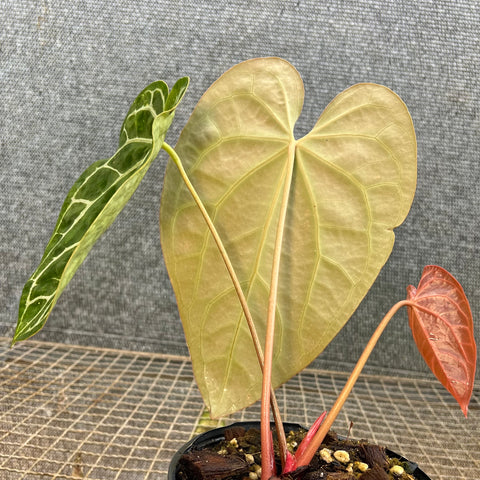 Anthurium x crystallinum 'Miami'
