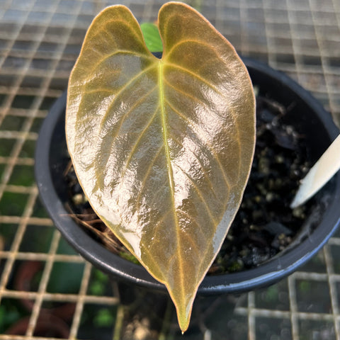 Anthurium 'Fast Velvet'  (papillilaminum x sanguineum)