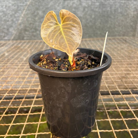Anthurium 'Fast Velvet'  (papillilaminum x sanguineum)
