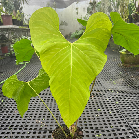 Anthurium balaoanum