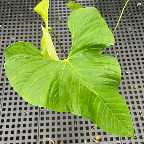 Anthurium balaoanum