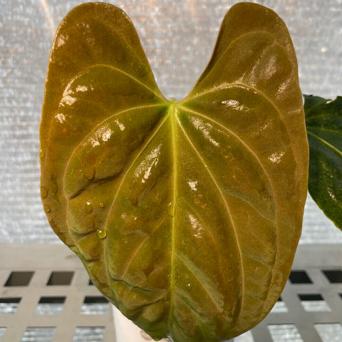 Anthurium Papillilaminum