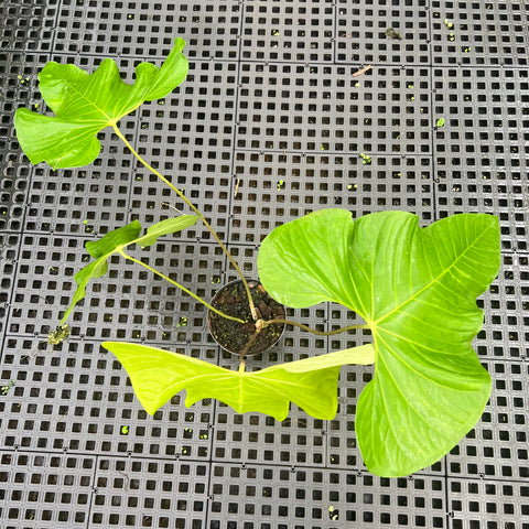Anthurium balaoanum