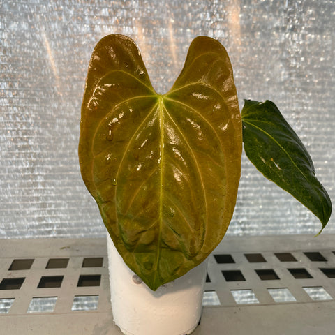 Anthurium Papillilaminum